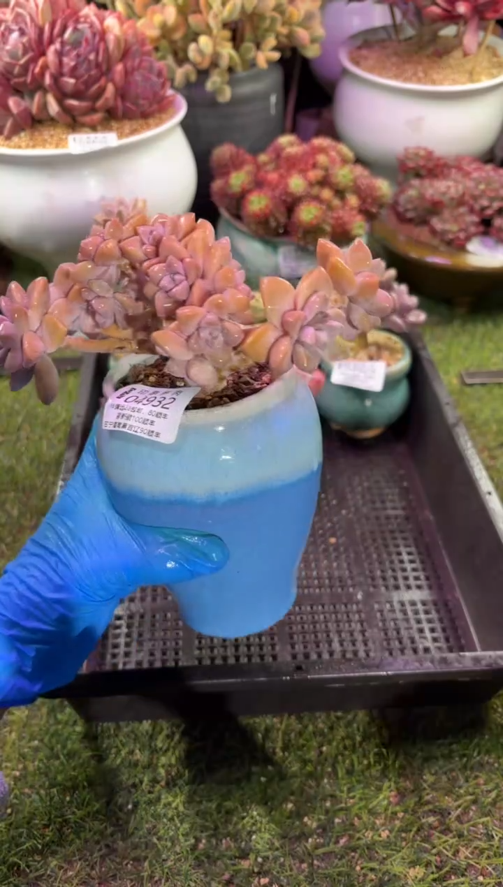 【闪购商品】04932