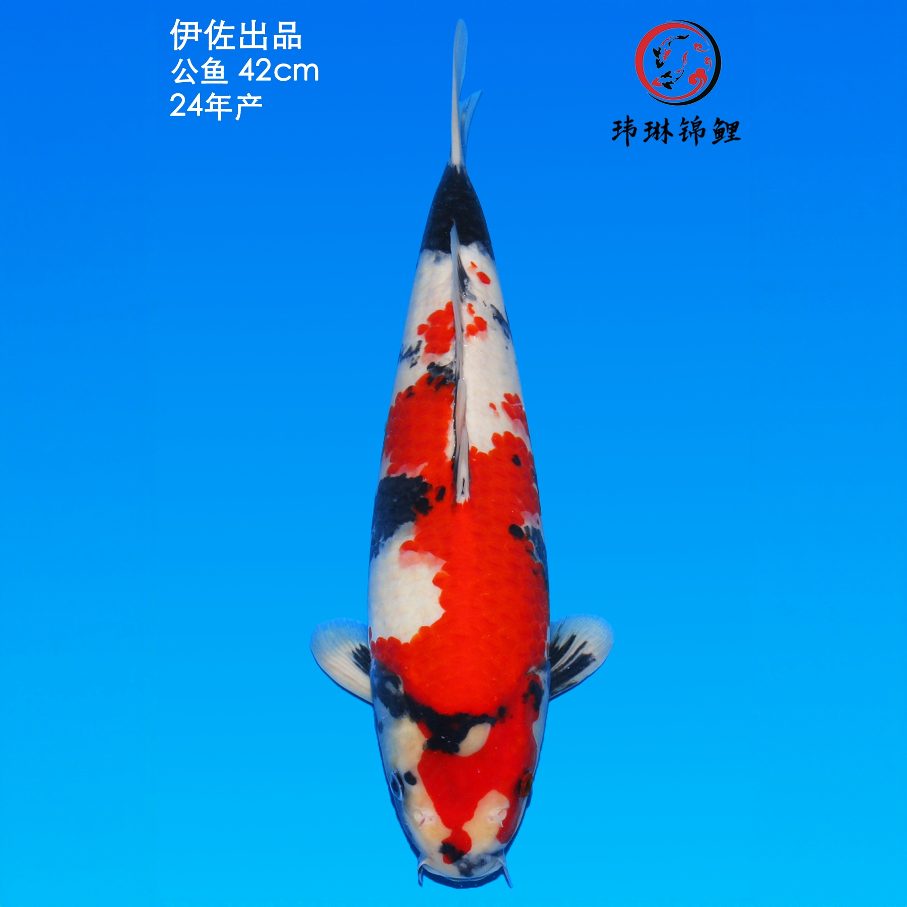 纯种日本锦鲤鱼伊佐昭和观赏鱼冷水淡水鱼好养耐活