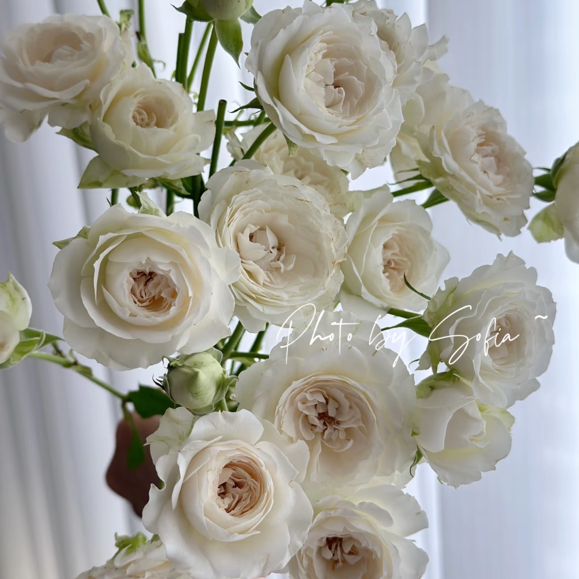 （白仙子之吻-多头玫瑰）玫瑰云南基地直发生活鲜花