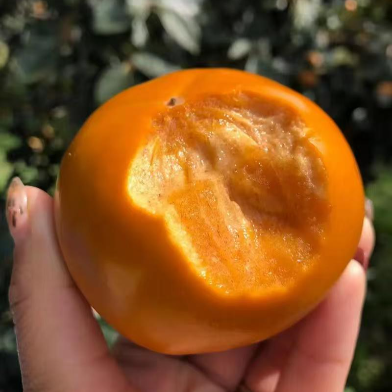 柿子树苗一物一拍