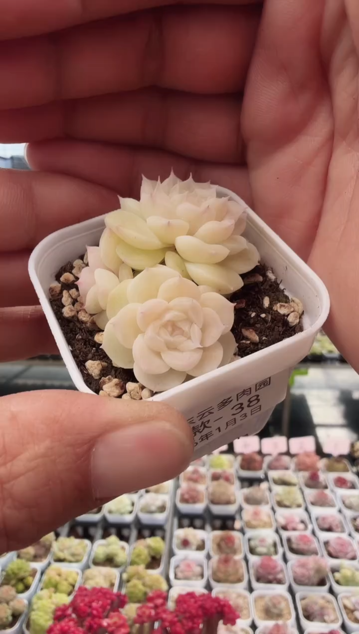 东云多肉园新款-38