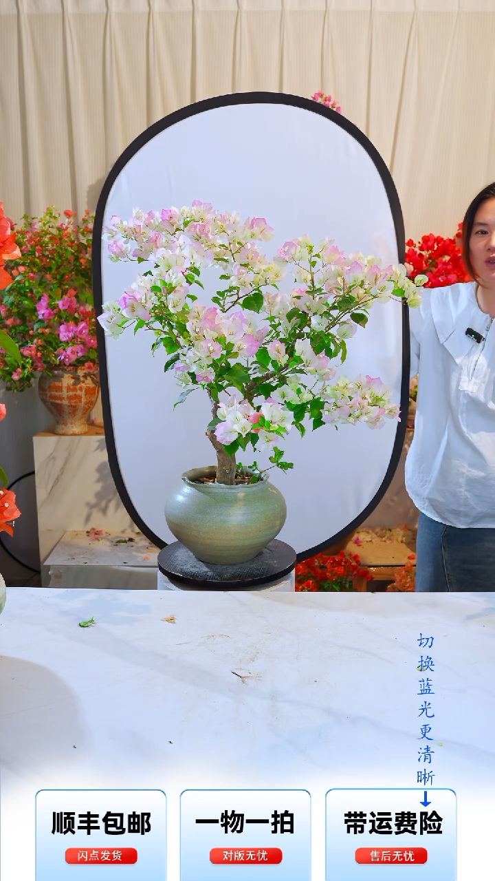 大部分开放少量花苞绿樱