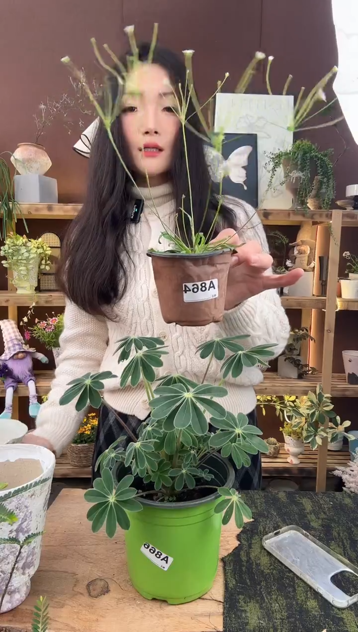 无花朵864点地梅育苗盆