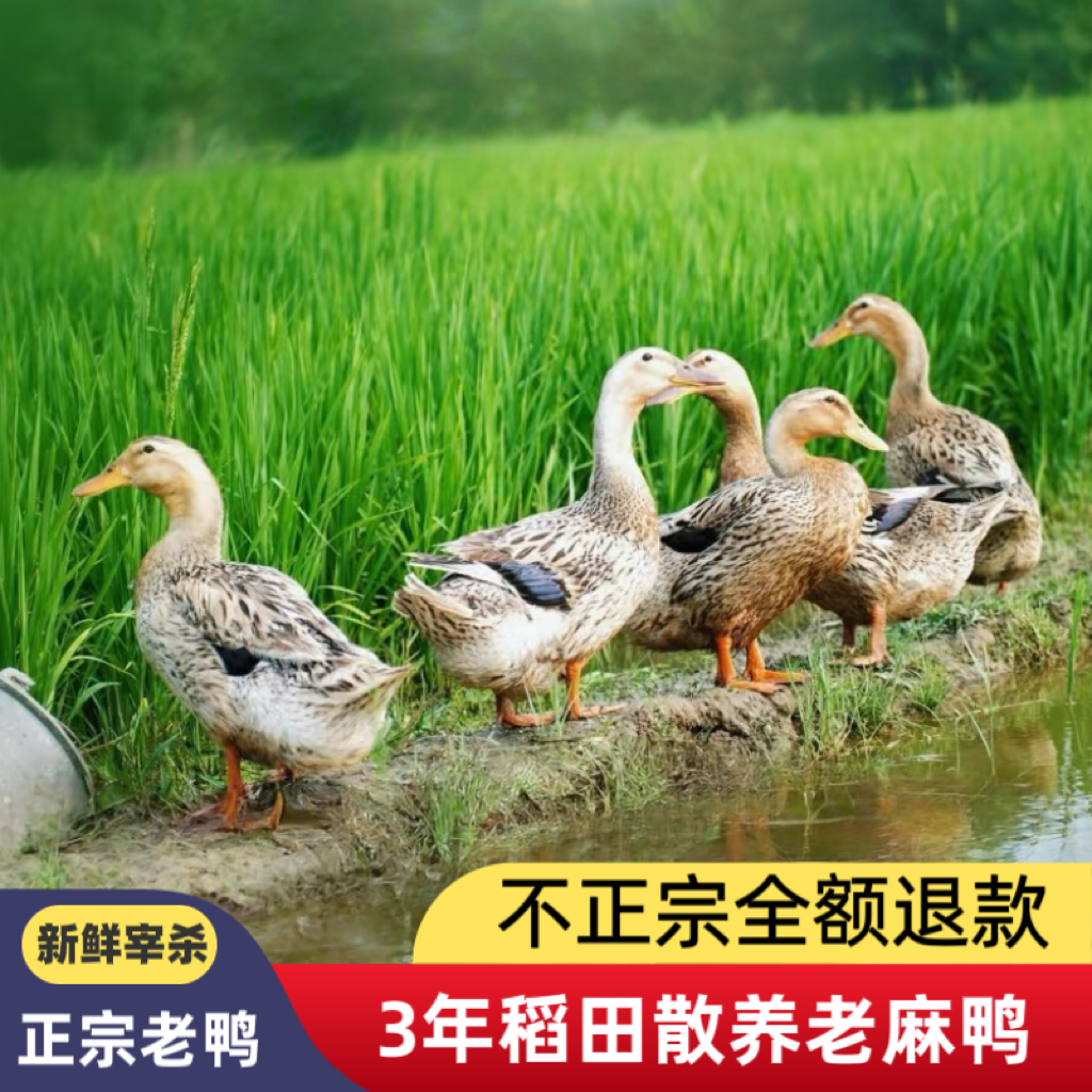 四川稻田散养 老鸭 三年老鸭（白皮～带内脏）京东冷链净重2斤