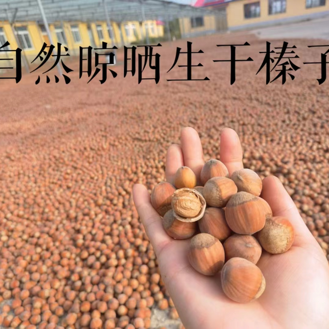 自然晾晒 生干榛子 自然成熟 天然晾晒