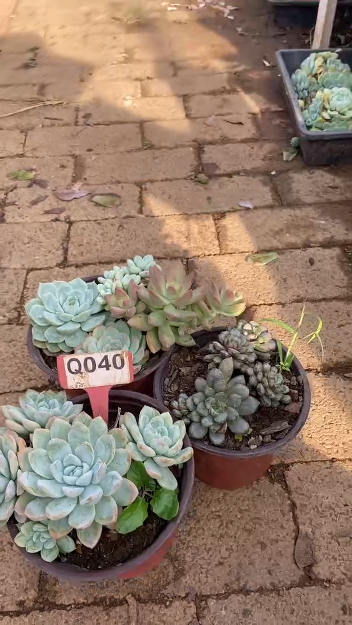 Q040多肉组合默认脱土发货