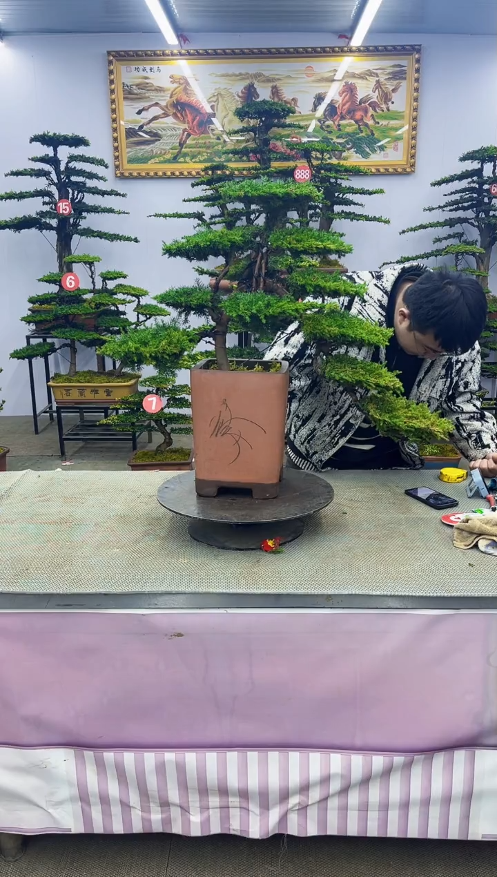 【闪购商品】八斗松/松类活物造型盆景，以直播间截图为啊啊啊啊