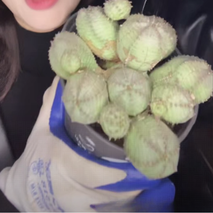 二妹园艺【 1颗  群生欧系子吹布纹球   实生根 】带盆土随机发货