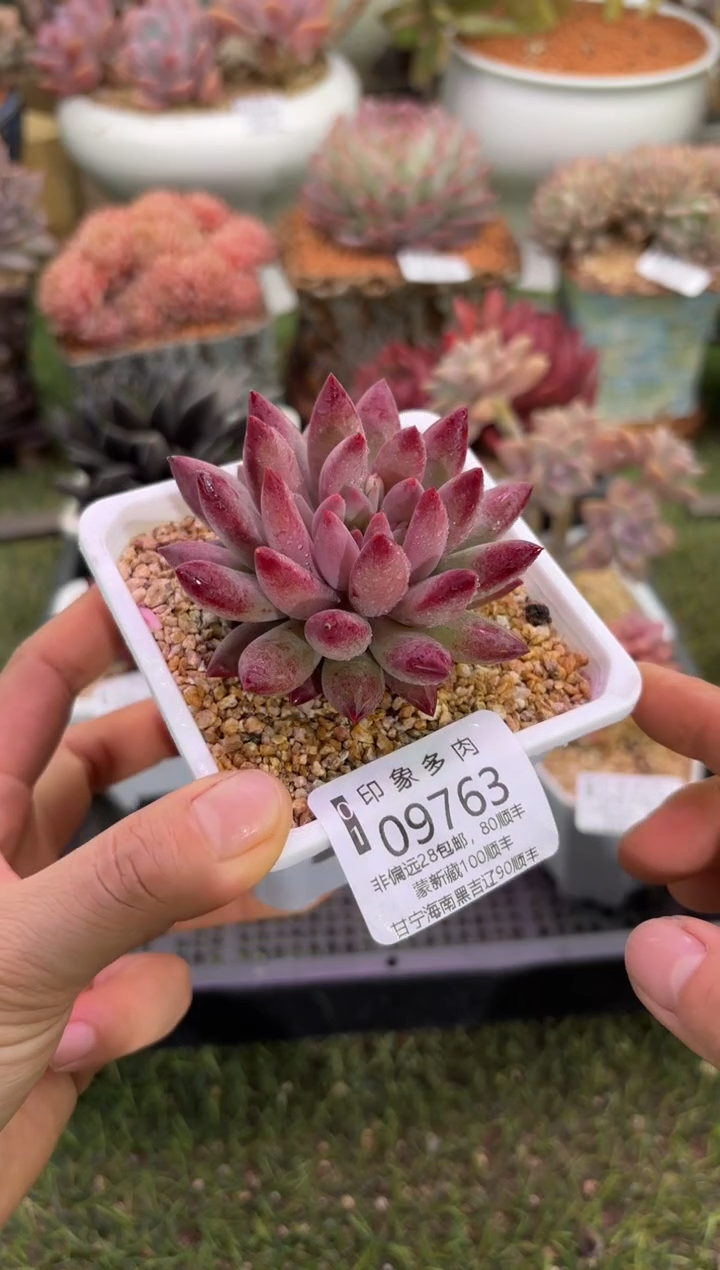 【闪购商品】09763