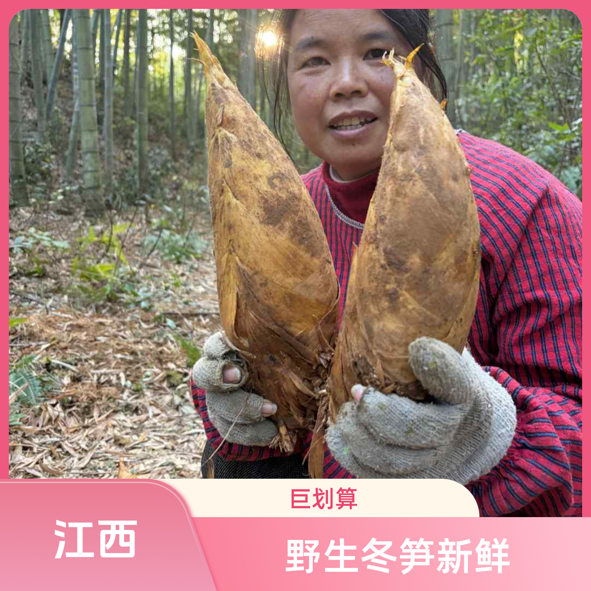 江西野生冬笋  新鲜现挖  竹笋 