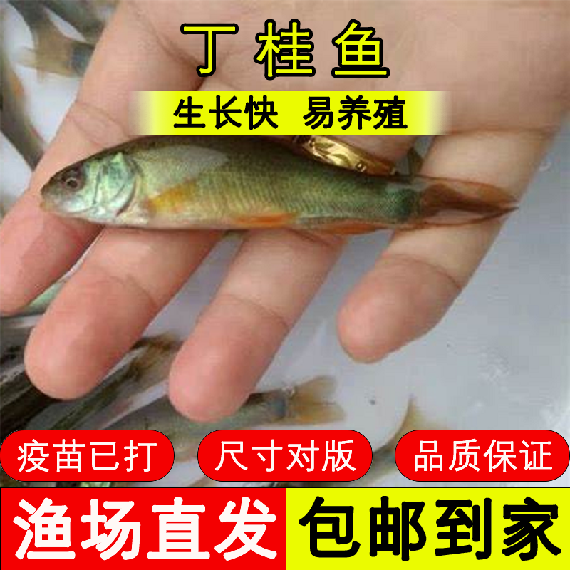 四川鱼苗 丁桂鱼 好养殖
