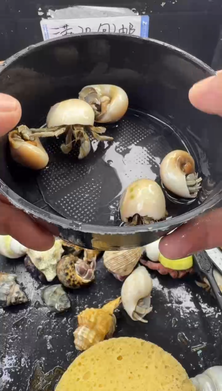 奥瓜五只包活到手三只，不包全品