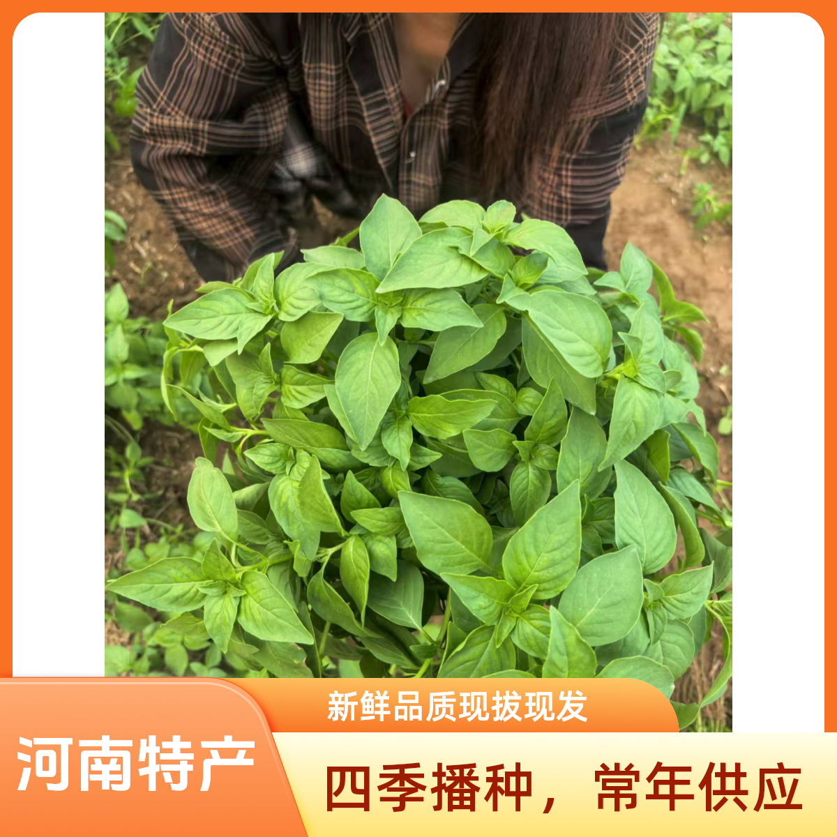 河南特产新鲜荆芥菜野菜现摘现发农家种植凉拌调味菜整颗带跟包邮