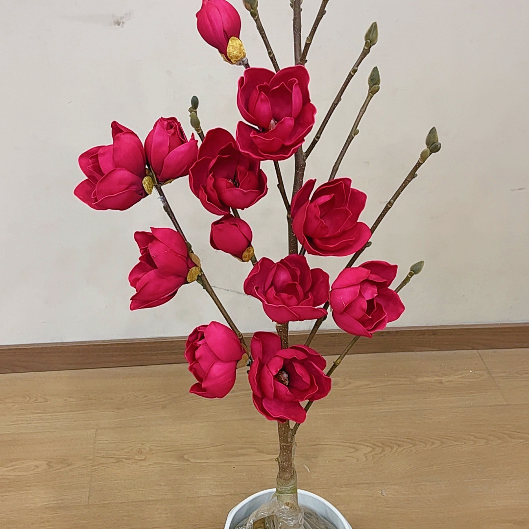 耐寒新品【牡丹玉兰】树苗盆栽地载南方北方阳台庭院客厅好养花卉