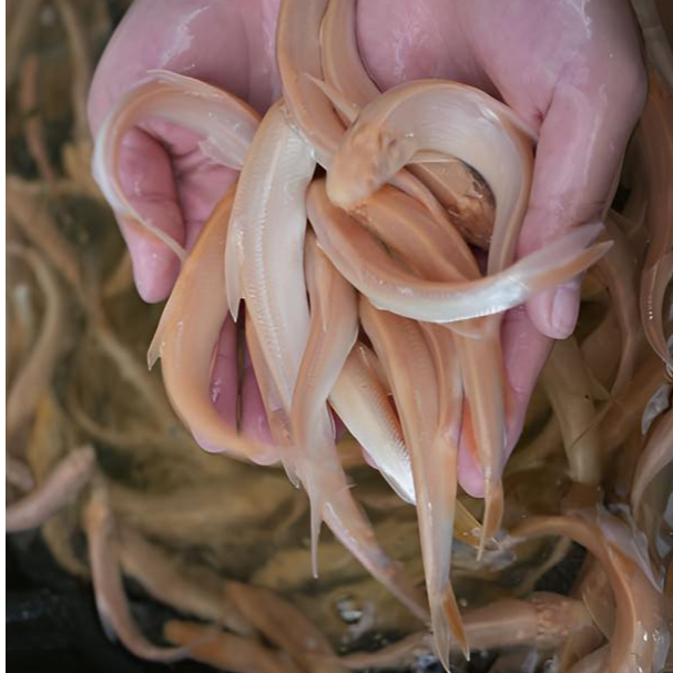 【活体】红眼银雪鱼（8-13厘米）观赏鱼淡水鱼冷水鱼