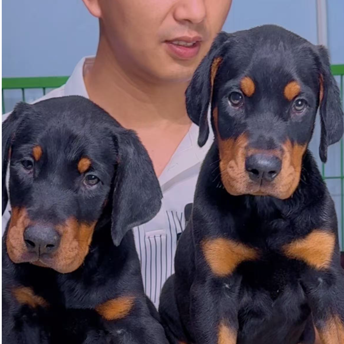 1（嘉犬雅舍杜宾繁育）T狗狗活体