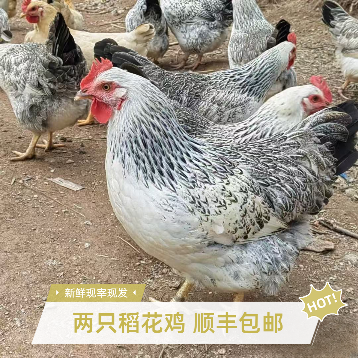 2只 稻花鸡 散养散放 顺丰包邮 现杀现发