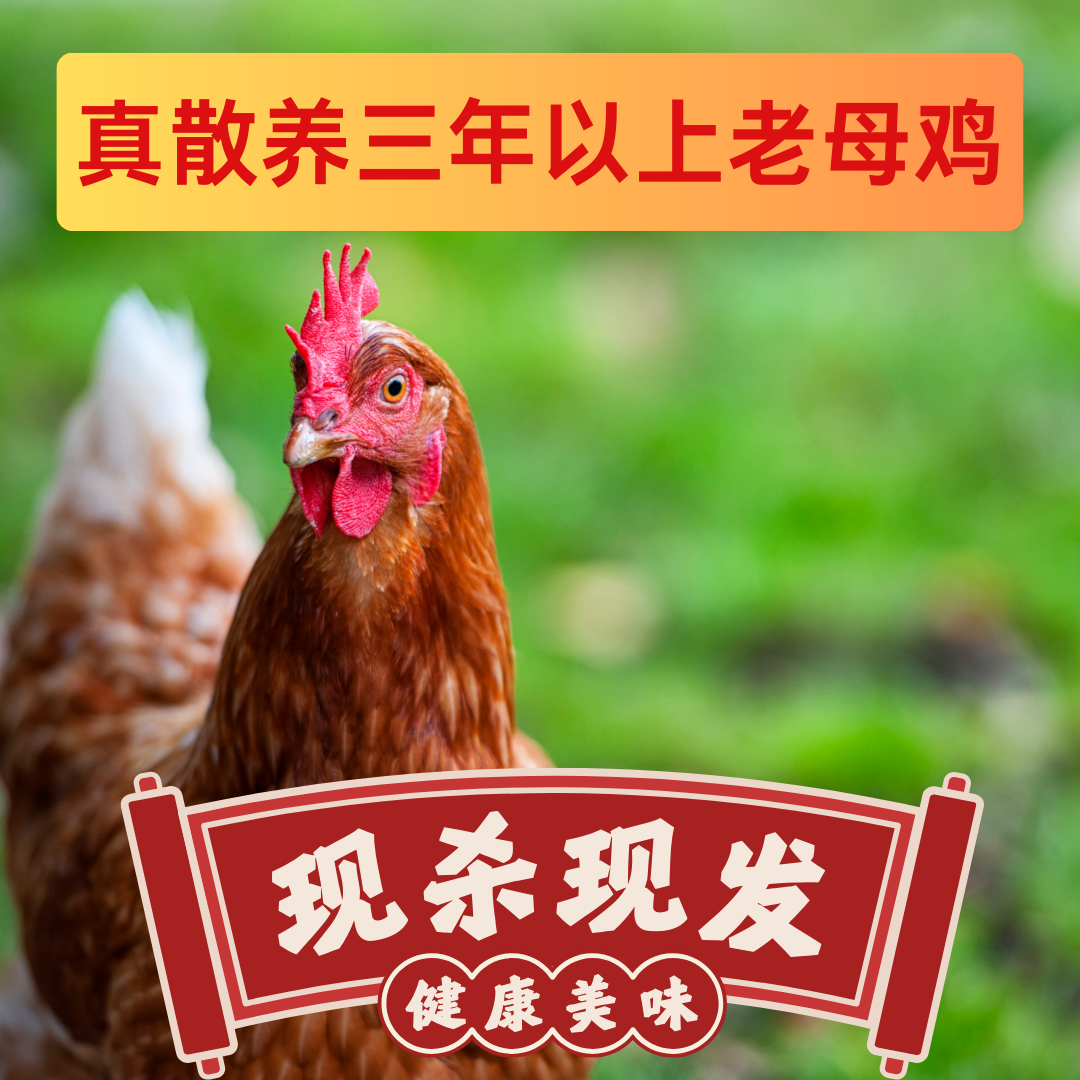 【三年以上的黄油老母鸡】沂蒙山红毛黄油老母鸡，两只净重6斤以上