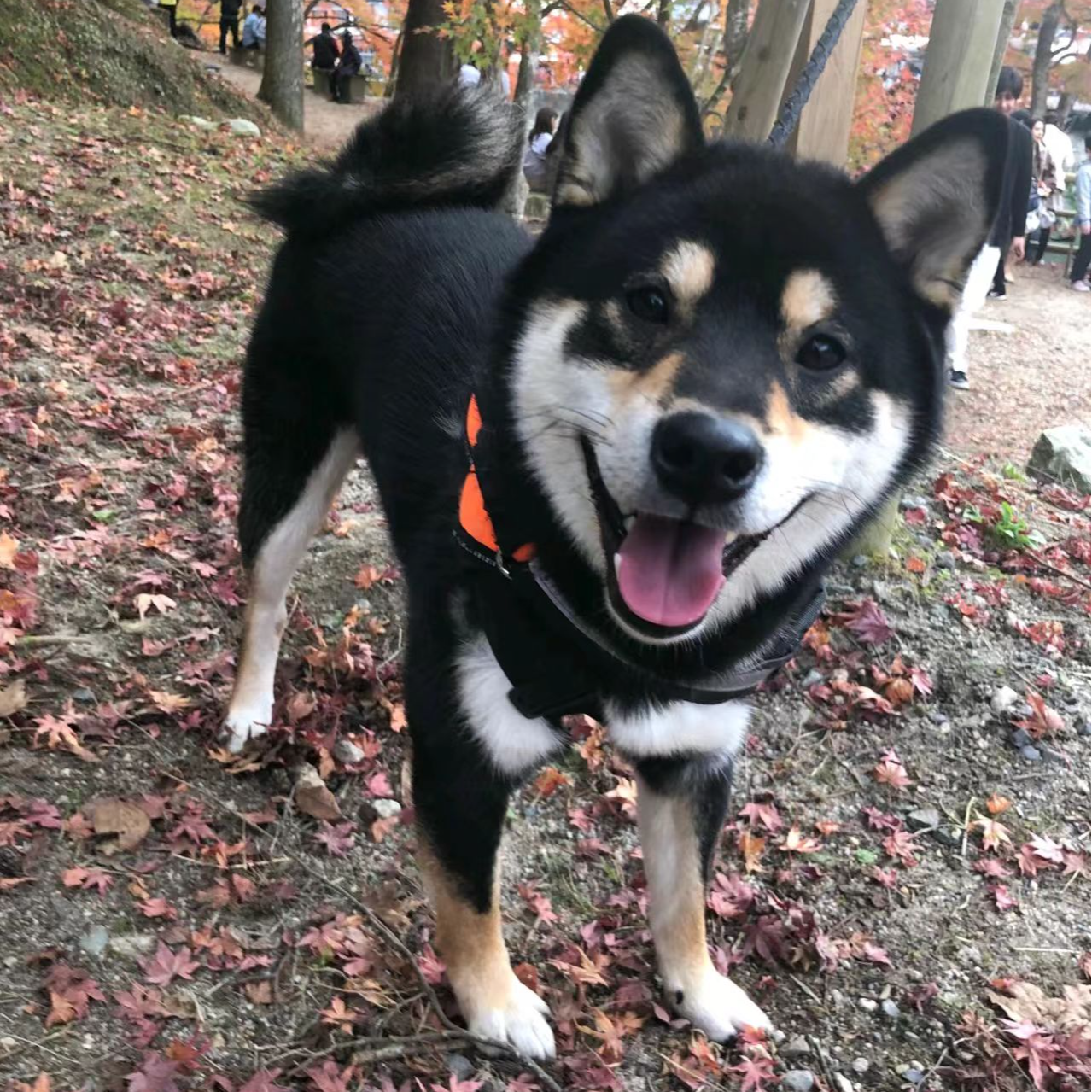 (柴财犬舍）T狗狗活体