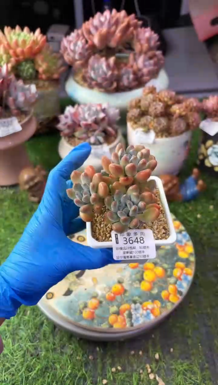 昆明印象多肉3648