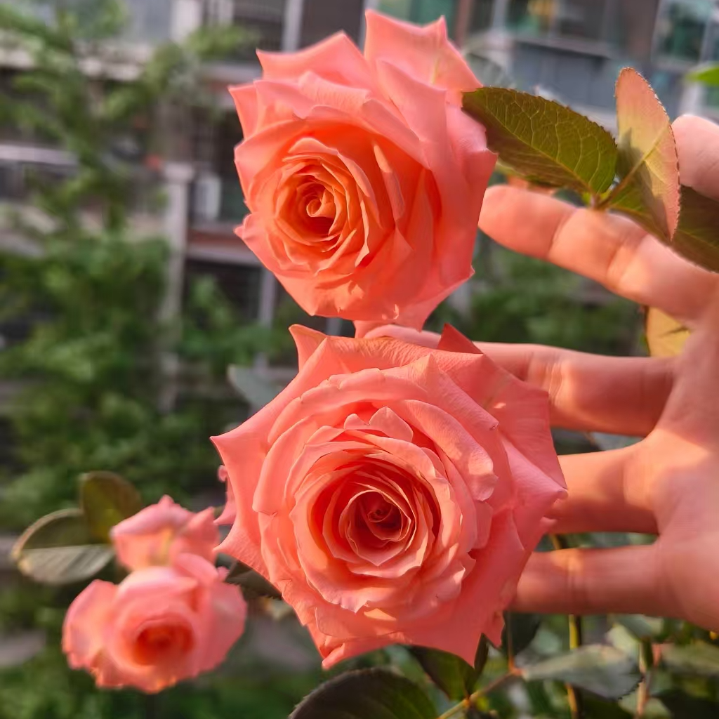 【娜塔莎 】3加仑根接露天苗冷链发货