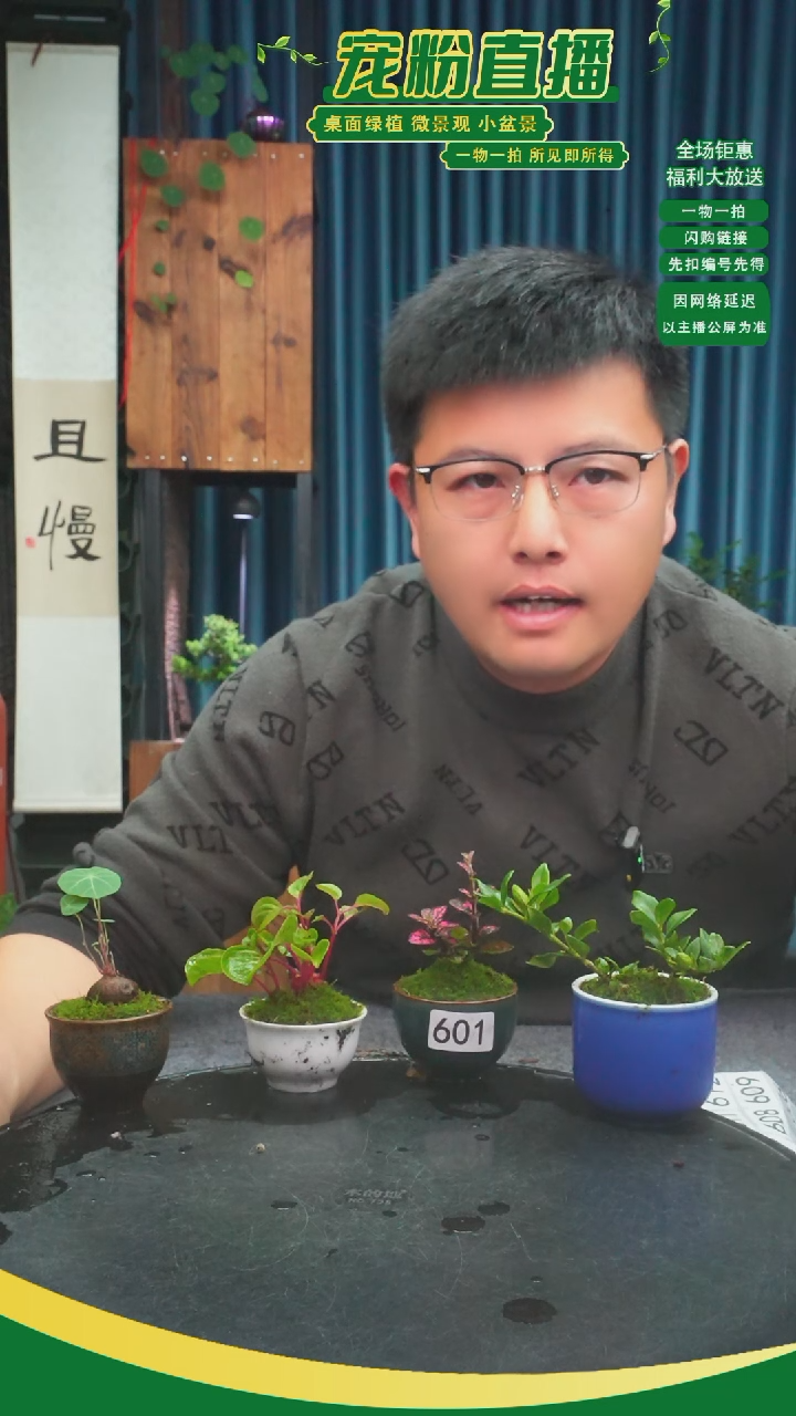 无花朵6*9苔藓微景观601号