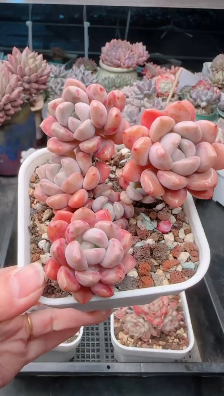 【闪购商品】9130.