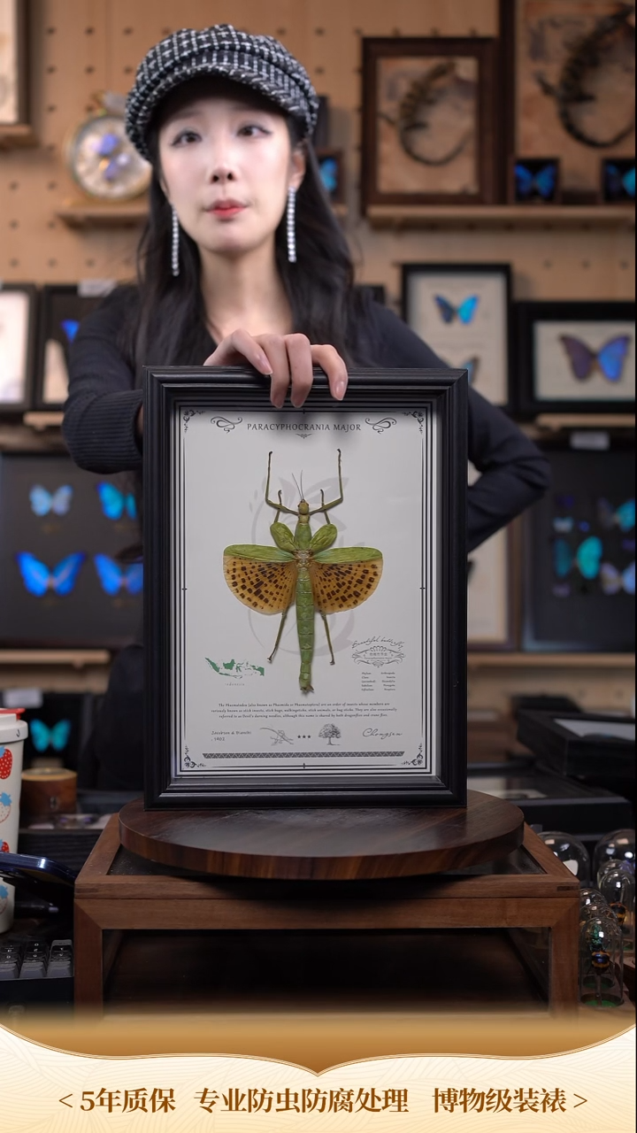 豹斑竹节虫标本摆件