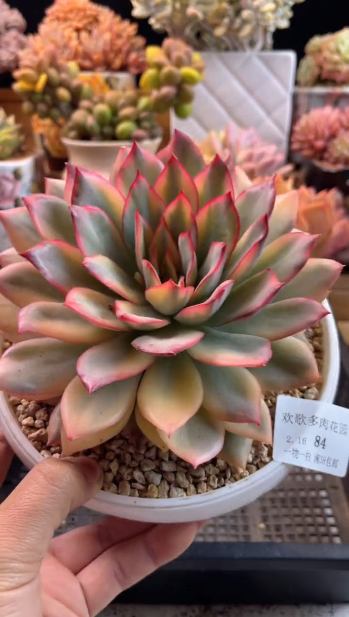 【闪购商品】2.16-84月光女神锦