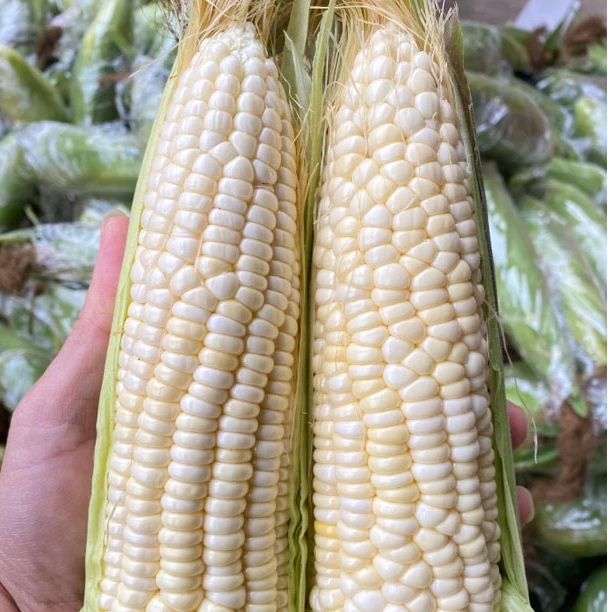 海南农家土特产新鲜白黄甜糯玉米现摘粘玉米黏嫩白糯玉米