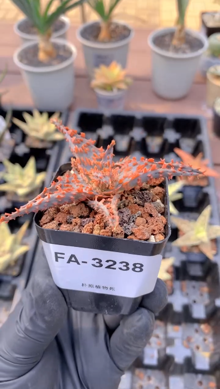 园艺芦荟FA-3238