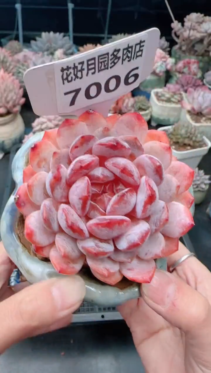 【闪购商品】7006不带盆