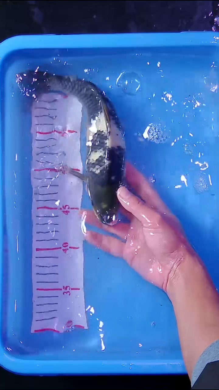 锦鲤直播间菁选 对版发货 24