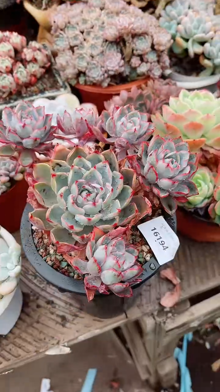 【闪购商品】16194