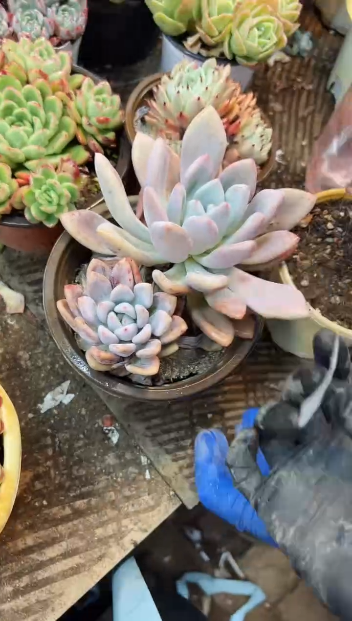 ໑****凉多肉植物一物一拍25349