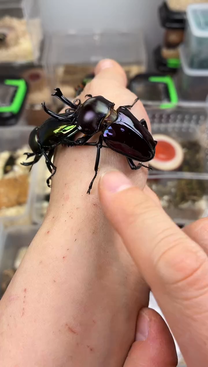 l*2125彩虹锹甲成虫紫色公一只+彩虹高级饲养箱套餐