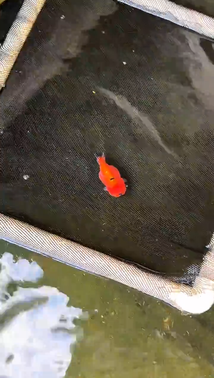 金鱼壹***兽水娃娃观赏鱼兰寿金鱼  不包邮