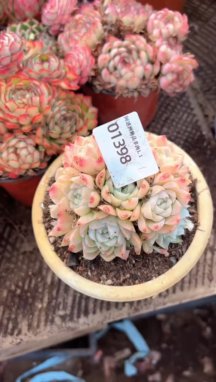 时**一多肉植物一物一拍01398