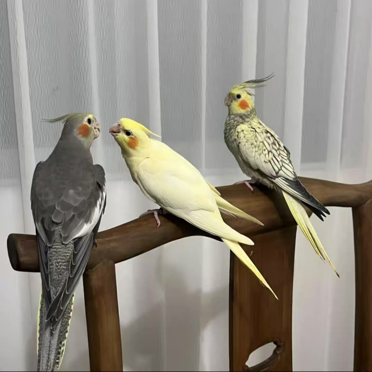 鸟笼玄凤鹦鹉（颜色可选）