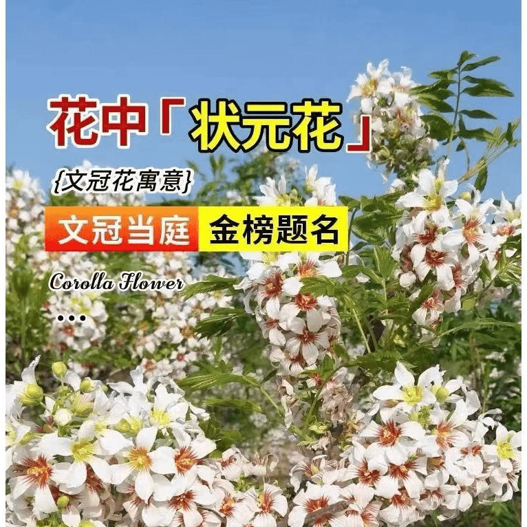 文冠花状元花树苗新品花卉苗浓香型状元花室内外阳台庭院盆景耐寒