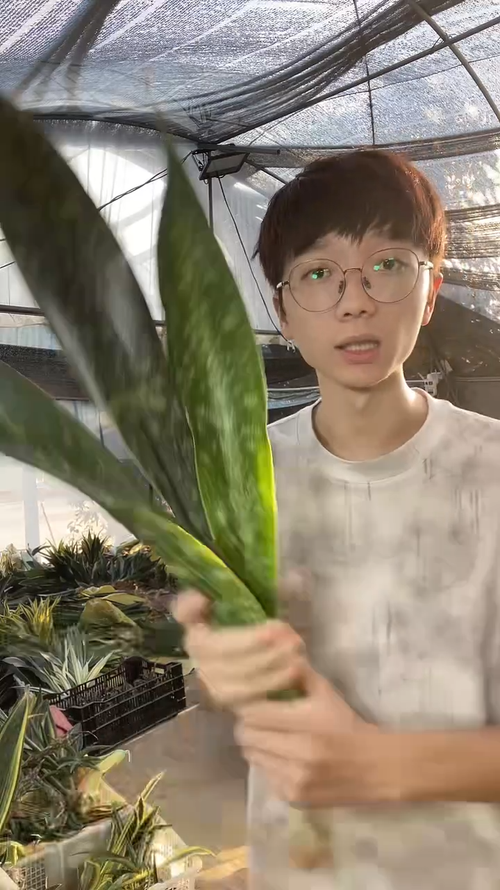 嘉宝虎皮兰16.8.