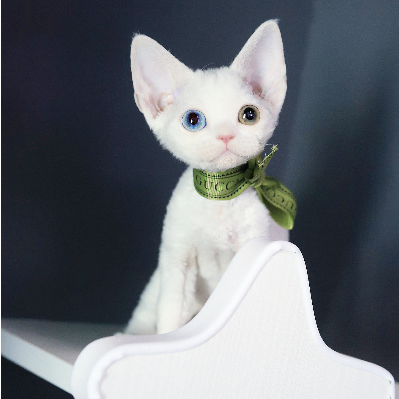 （Abigail晓晓德文卷毛猫）德文卷毛猫宠物活体猫猫猫崽