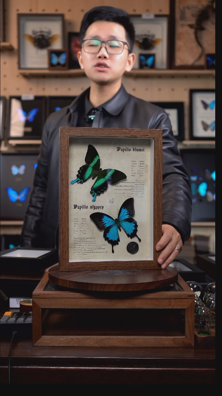 天堂凤蝶+爱神凤蝶A4复古框