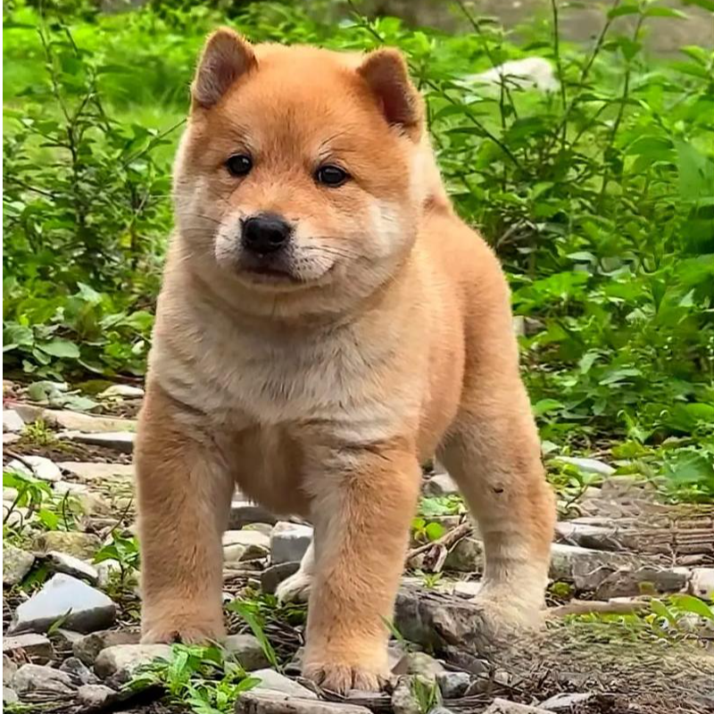 中华田园犬土松唐犬幼犬直播链接一物一拍