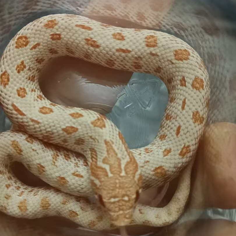 白化猪鼻公大苗6-9克