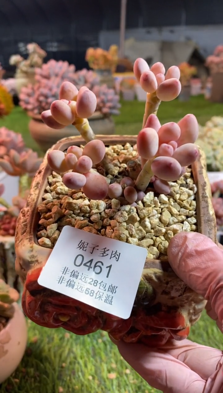 【闪购商品】0461a