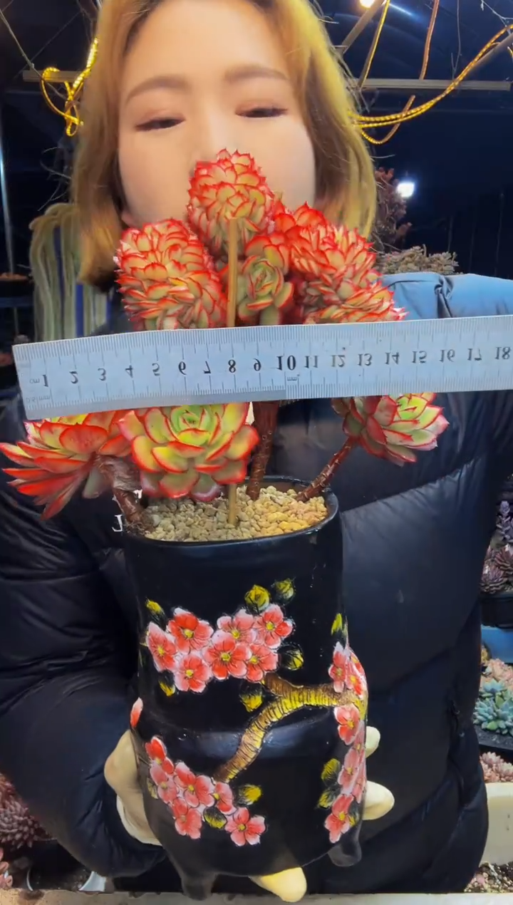 张*凡1号一物一拍脱土包邮
