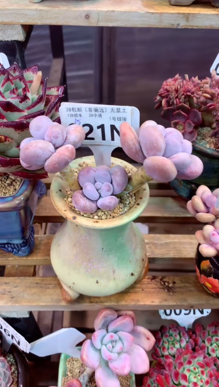021N（一物一拍，精品多肉，所见即所得 ）