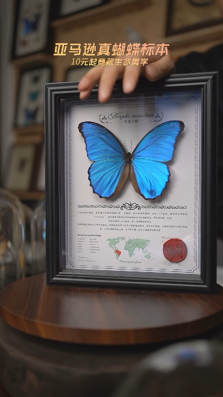 有机玻璃大蓝闪蝶中英文地图款红色火漆印章