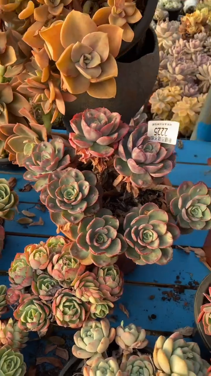 【闪购商品】2225雨滴